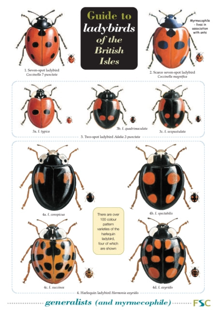 Guide to Ladybirds of the British Isles-9781851532971