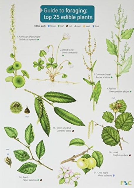 Guide to Foraging: Top 25 Edible Plants-9781908819253