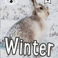 i-SPY Winter : Spy it! Score it!-9780008468248