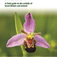 Britain's Orchids : A Field Guide to the Orchids of Great Britain and Ireland-9780691177618