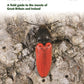 Britain's Insects : A Field Guide to the Insects of Great Britain and Ireland-9780691179278