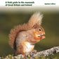 Britain's Mammals     Updated Edition : A Field Guide to the Mammals of Great Britain and Ireland-9780691224718