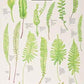 Key to Common Ferns-9781851532902