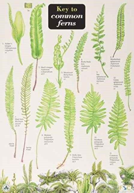 Key to Common Ferns-9781851532902
