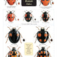 Guide to Ladybirds of the British Isles-9781851532971
