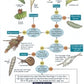 Bugs on Bushes : Occasional Publication 77-9781851538874