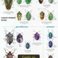 Guide to Shieldbugs of the British Isles-9781851538980