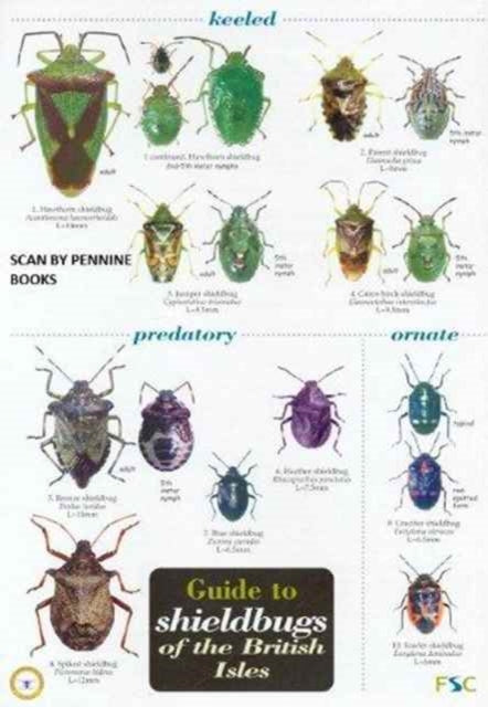 Guide to Shieldbugs of the British Isles-9781851538980