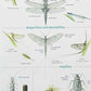 Guide to Insects of the British Isles-9781908819055