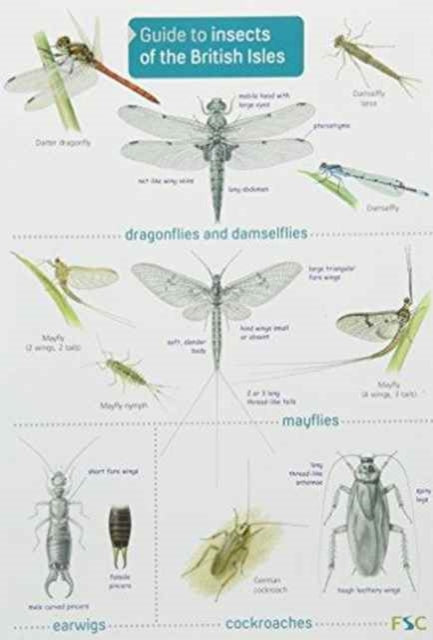Guide to Insects of the British Isles-9781908819055
