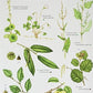 Guide to Foraging: Top 25 Edible Plants-9781908819253
