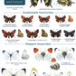 Guide to the butterflies of Britain and Ireland-9781908819451