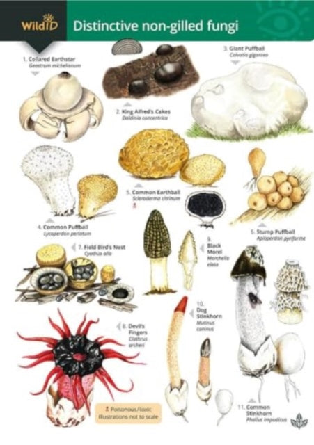 Distinctive non-gilled fungi-9781908819901