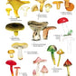 Distinctive gilled fungi-9781908819918