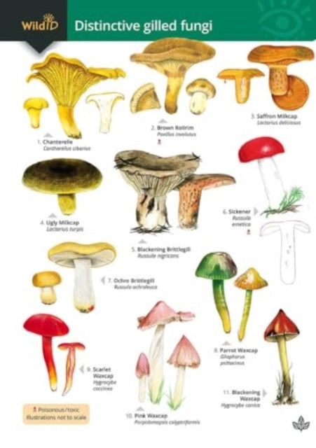 Distinctive gilled fungi-9781908819918